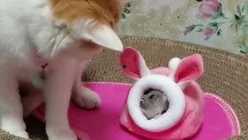 猫哥员工爆料视频播放,职场真相大曝光 第2张 猫哥员工爆料视频播放,职场真相大曝光 第2张