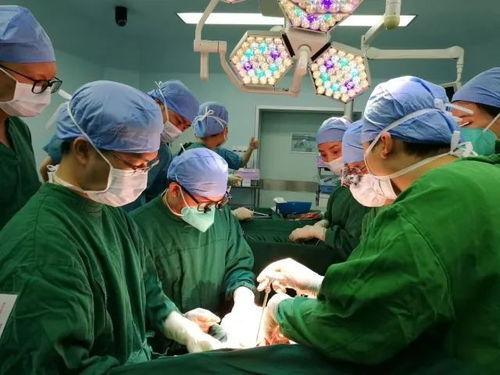 最新爆料器官移植,器官移植新突破引领再生医学新篇章  第3张