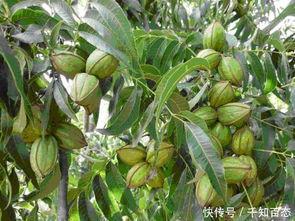 碧根果种植爆料视频大全,视频大全带你走进种植世界 第2张 碧根果种植爆料视频大全,视频大全带你走进种植世界 第2张