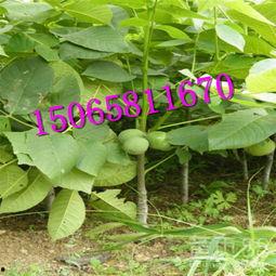 碧根果种植爆料视频大全,视频大全带你走进种植世界 第3张 碧根果种植爆料视频大全,视频大全带你走进种植世界 第3张