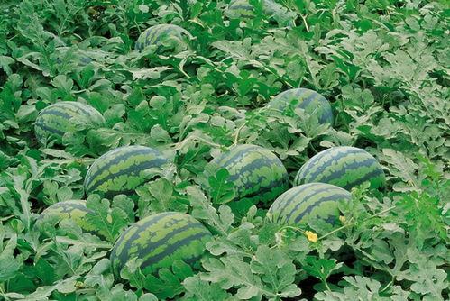 娱乐吃瓜场地图片真实高清,高清还原网红吃瓜胜地