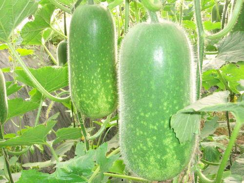 娱乐吃瓜场地图片真实高清,高清还原网红吃瓜胜地  第2张