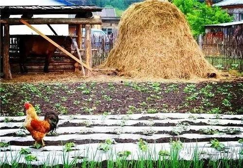 阳光小院爆料视频,真实生活背后的故事 第2张 阳光小院爆料视频,真实生活背后的故事 第2张