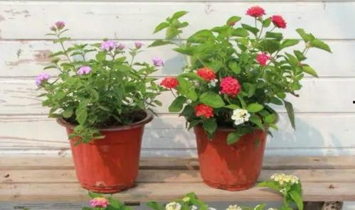 明明觉醒最新爆料视频,明明觉醒最新爆料视频深度解析  第3张