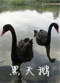 黑天鹅最新爆料视频,揭秘惊天秘密，颠覆传统认知  第3张