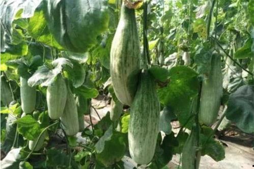 吃瓜网红前十名,盘点前十名热门话题制造者  第3张