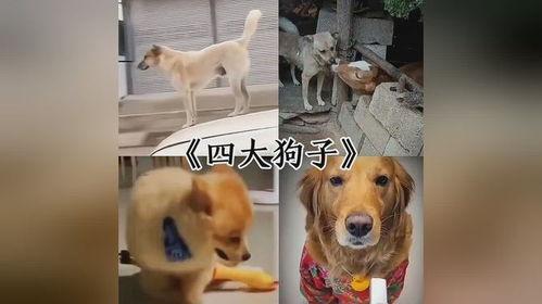 三只狗子爆料视频在线观看,揭秘娱乐圈幕后真相  第1张