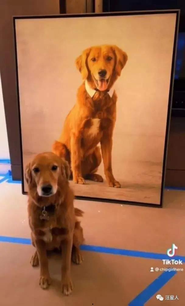 三只狗子爆料视频在线观看,揭秘娱乐圈幕后真相  第3张