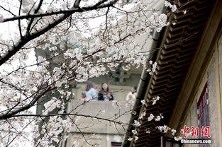 樱花校园最新爆料,最新爆料带你走进校园风云  第2张