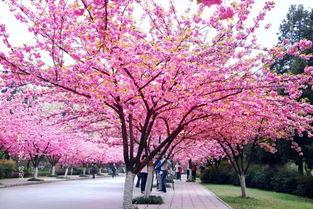 樱花校园最新爆料,最新爆料带你走进校园风云  第3张