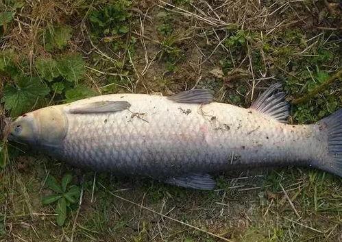 钓青鱼最好的爆料方式视频,视频爆料最佳钓鱼技巧全解析