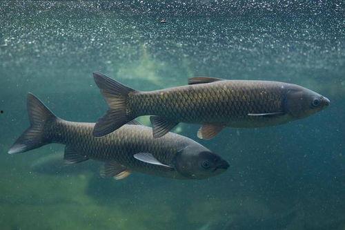 钓青鱼最好的爆料方式视频,视频爆料最佳钓鱼技巧全解析  第2张