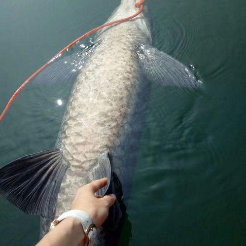 钓青鱼最好的爆料方式视频,视频爆料最佳钓鱼技巧全解析  第3张