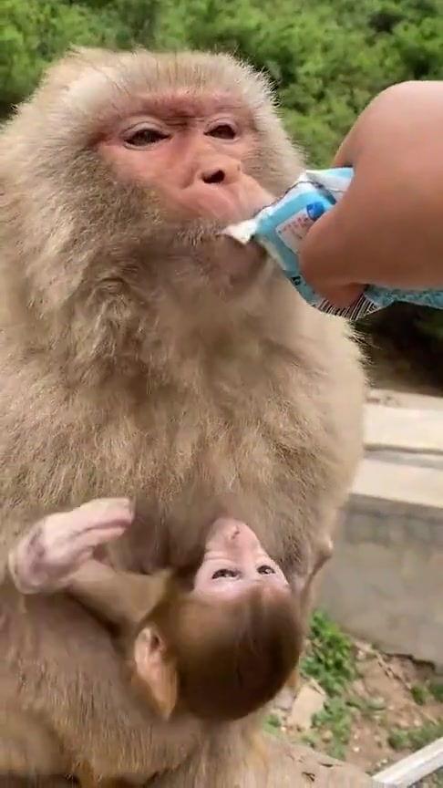 猴猴妈邻居爆料视频 第3张 猴猴妈邻居爆料视频 第3张