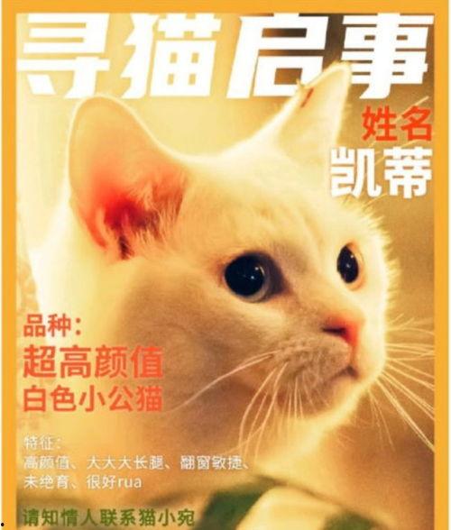 我爱喵星人爆料视频,揭秘猫咪世界的秘密生活  第2张