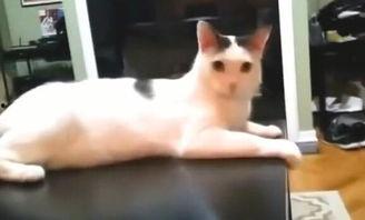 我爱喵星人爆料视频,揭秘猫咪世界的秘密生活  第3张